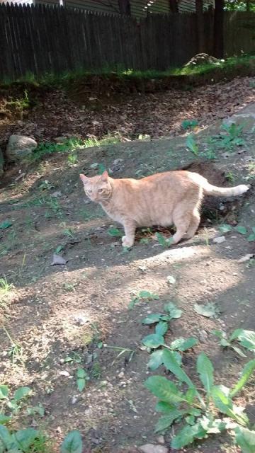 Boo Boo surveying his kingdom