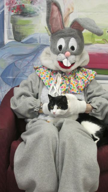 tuxedo cat sitting on the lap of the Easter Bunny