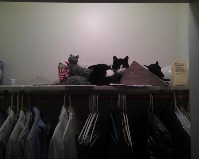 cat with cat sculptures