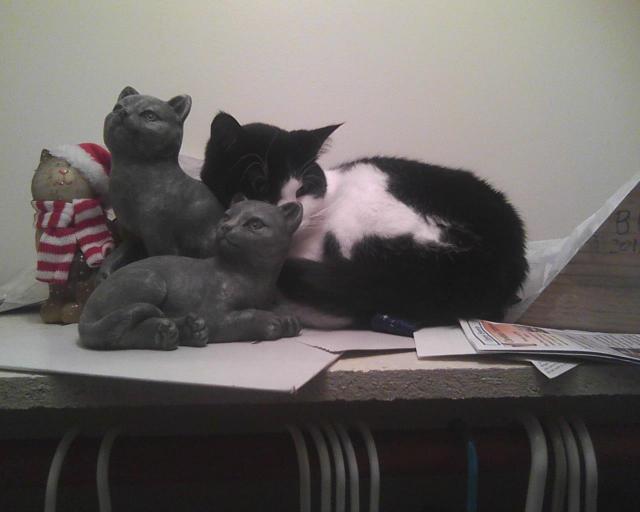 cat with cat sculptures