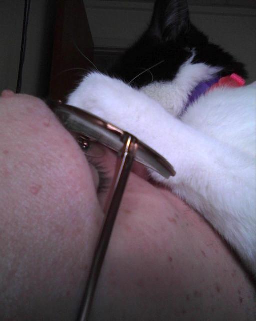 cat on face closeup