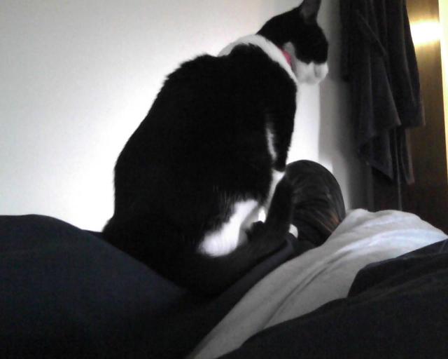 cat sitting on leg