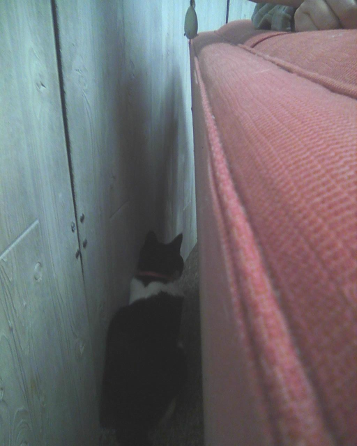 cat hiding behind couch