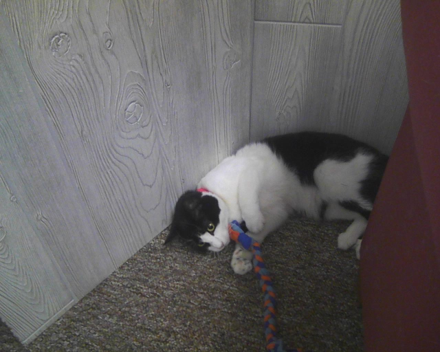 cat playing with cloth toy on ground 