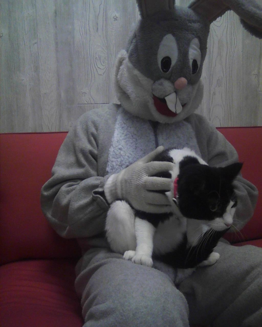 cat sitting on Easter Bunny's lap