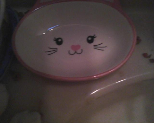 new kitty dish