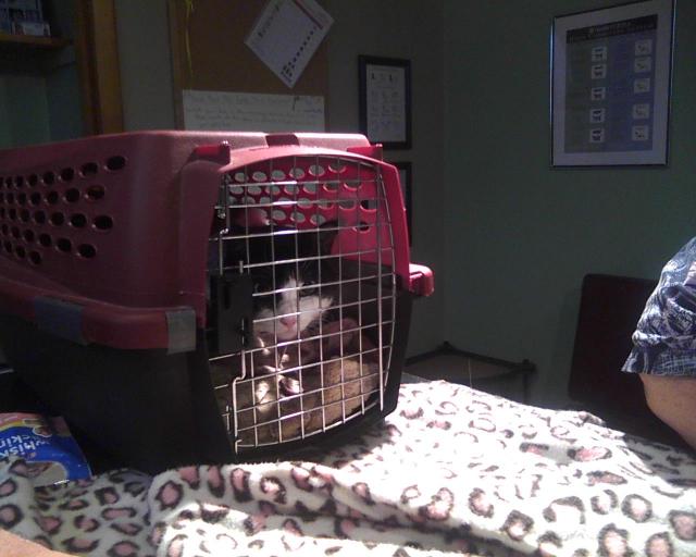 cat in carrier on veterinarian exam table