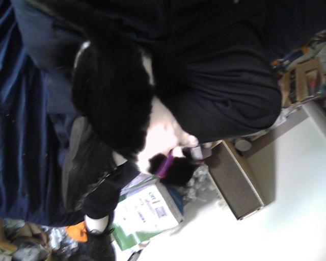 cat on lap -- upsidedown picture