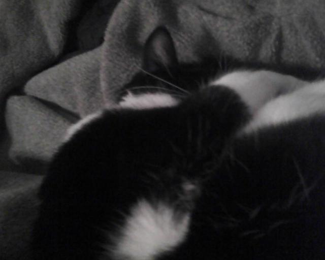 cat curled up on winter coat