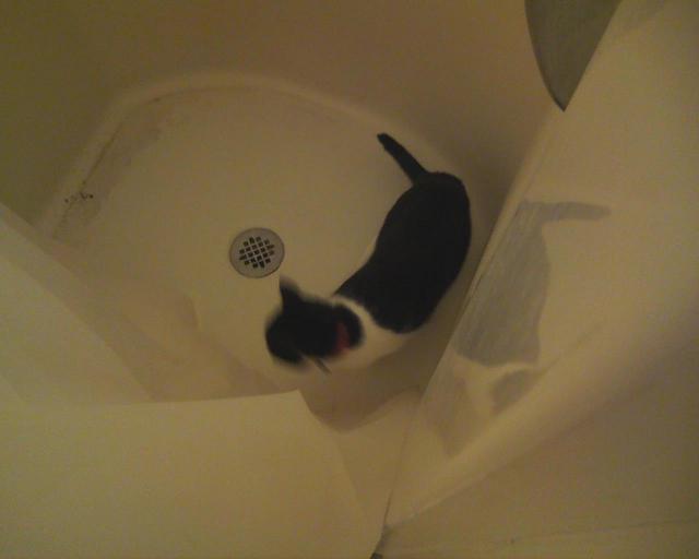 cat in shower