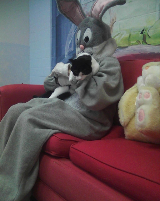 black and white cat with Easter Bunny