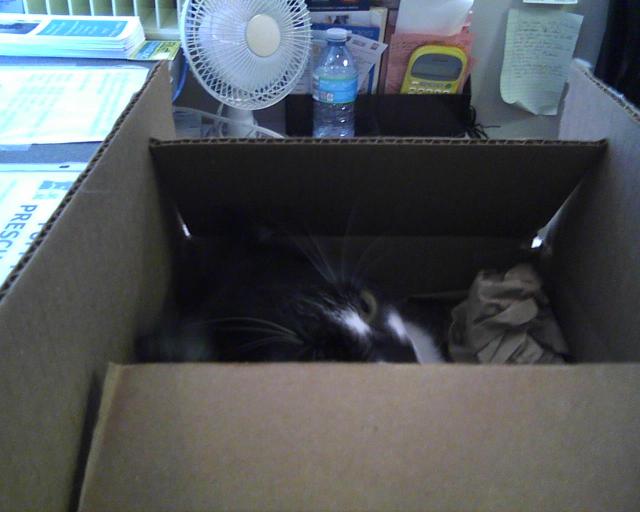 cat hiding in box