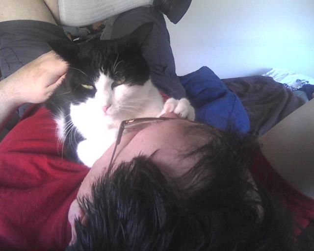 cat sitting on person's face