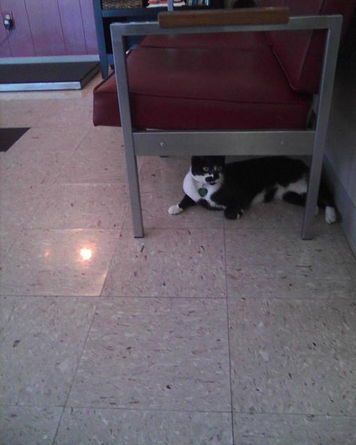 cat hiding under sofa