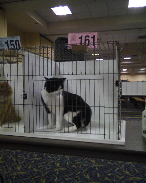 cat 161 in her cage