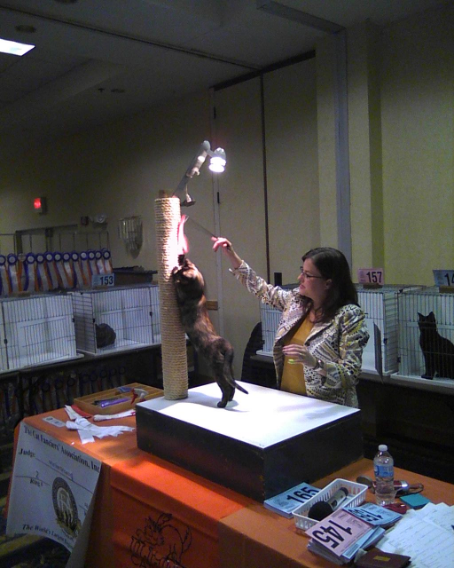 tortoiseshell cat stretching at scratching post