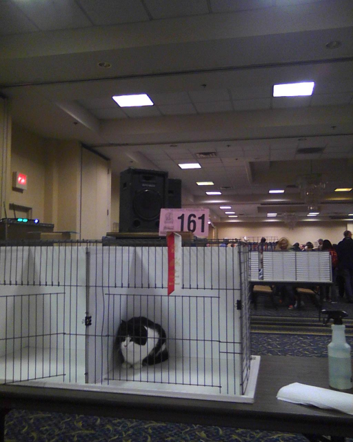 Parker sitting in cage with ribbon