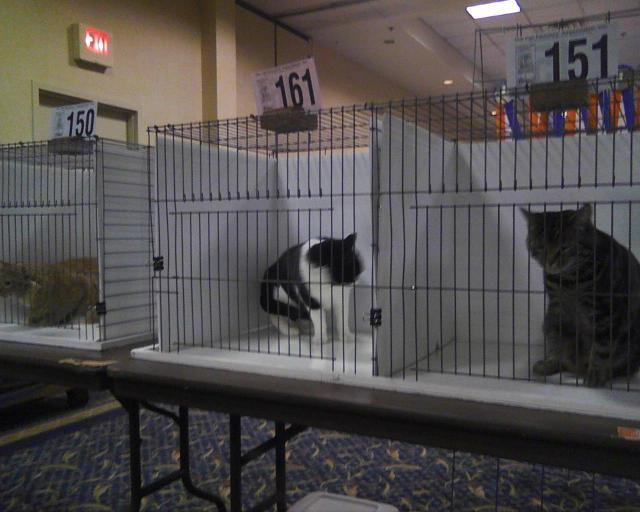 cats in cat show cages