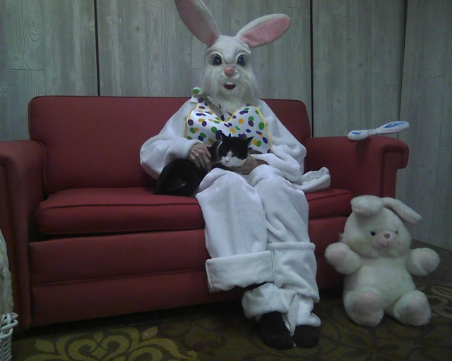 black and white cat with the Easter Bunny