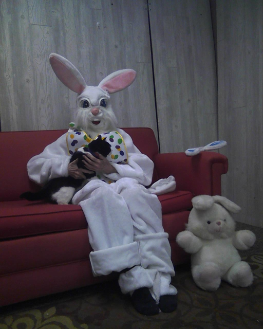 black and white cat with the Easter Bunny