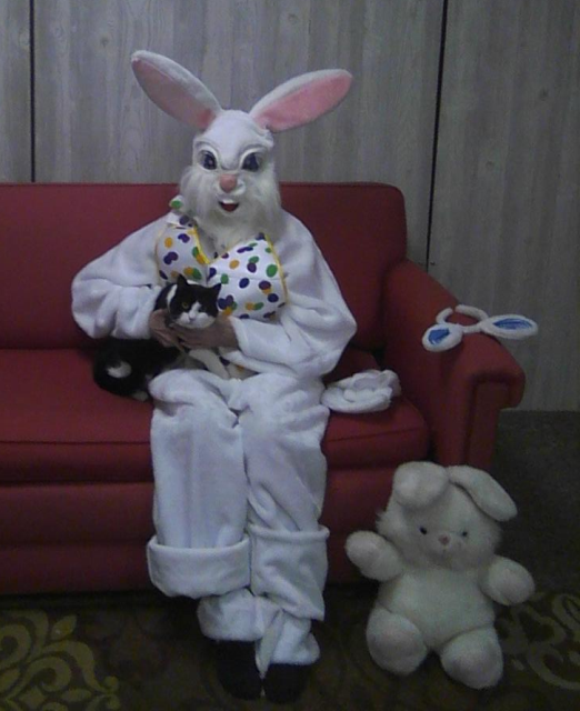 black and white cat with the Easter Bunny