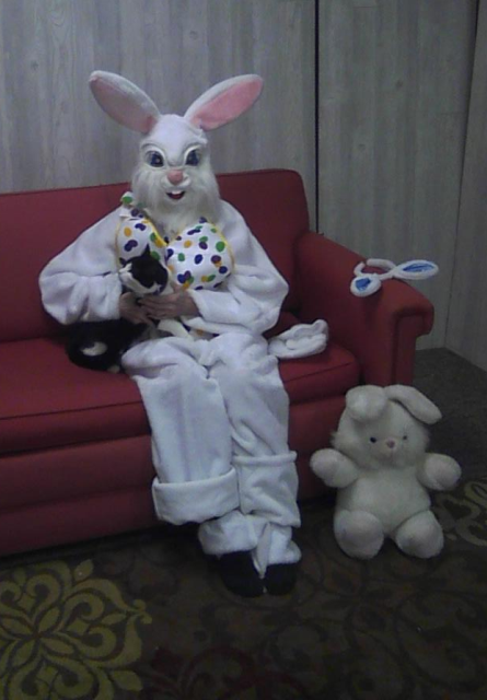 black and white cat with the Easter Bunny