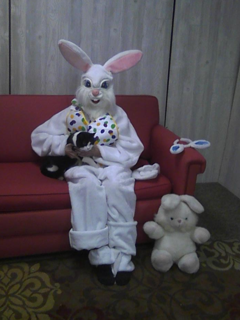 black and white cat with the Easter Bunny