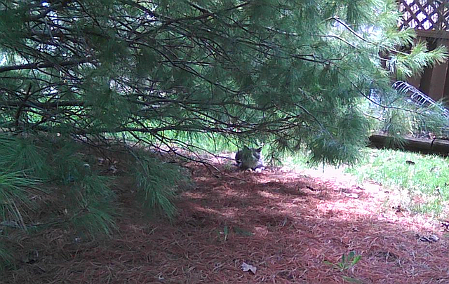 Cyril watches from under the pine tree