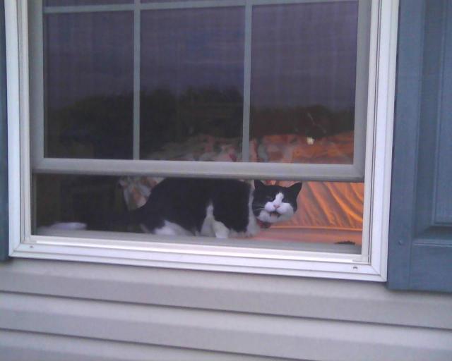 cat looking out the window