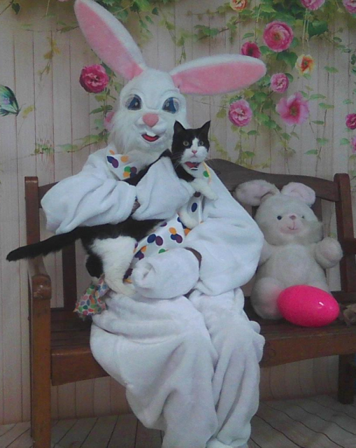 black and white cat on Easter Bunny's lap