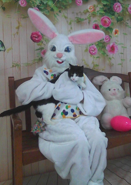 black and white cat on Easter Bunny's lap