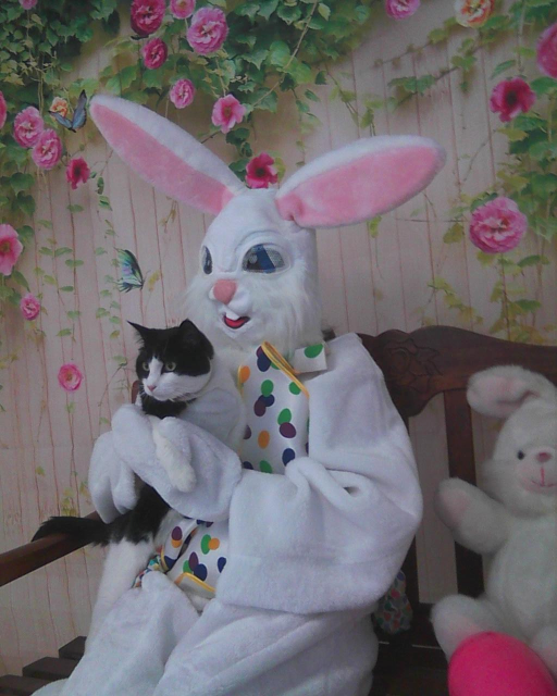 black and white cat on Easter Bunny's lap