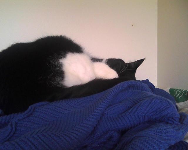 another view of cat asleep on shelf