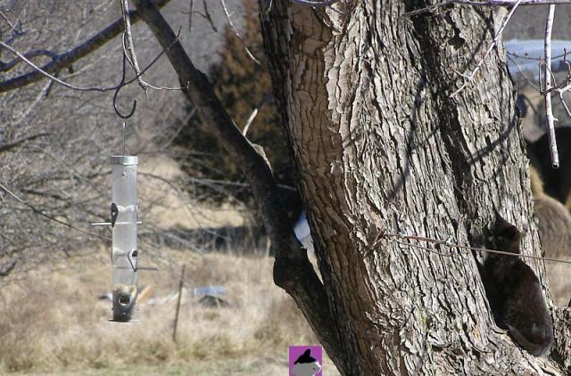 kitten in tree watching bird feeder