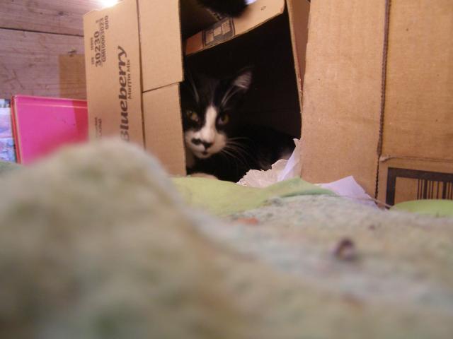 Butler looks out from a box