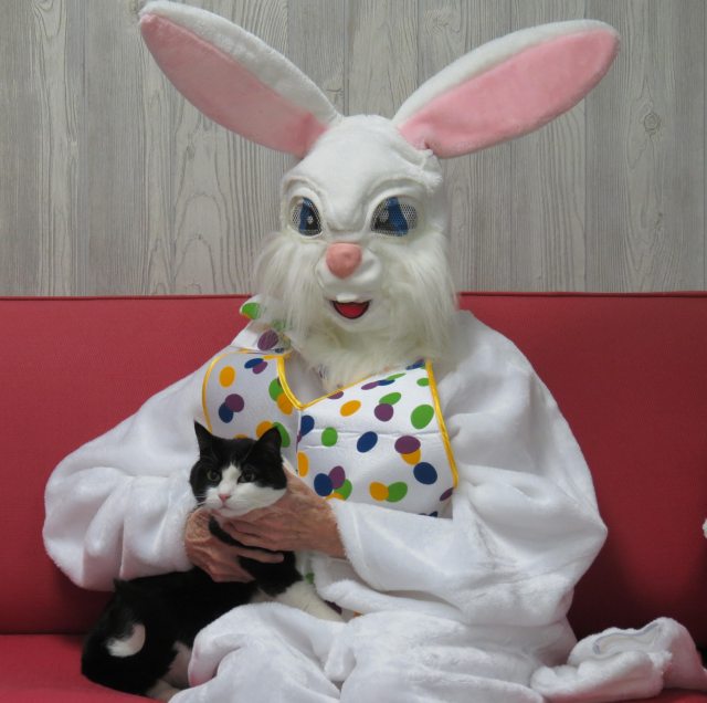 black and white cat with the Easter Bunny