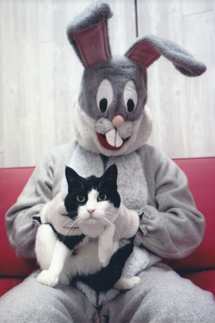 black and white cat on Easter Bunny's lap