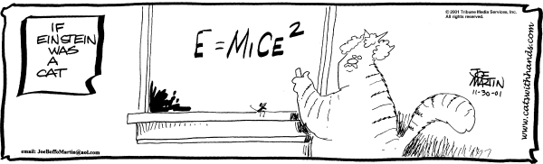 Einstein the cat