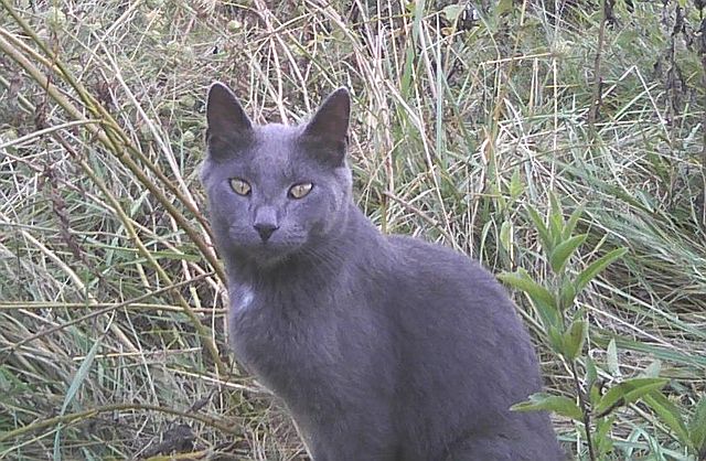 gray cat