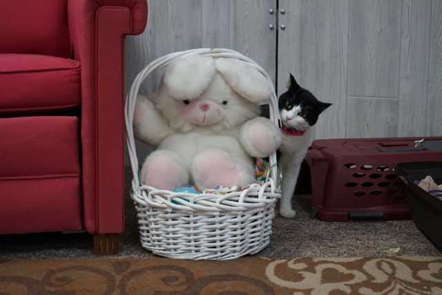 black and white cat with stuffed Easter Bunny