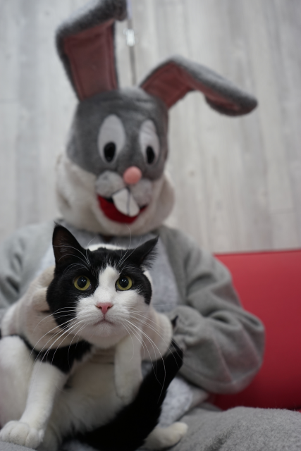 cat sitting on Easter Bunny's lap