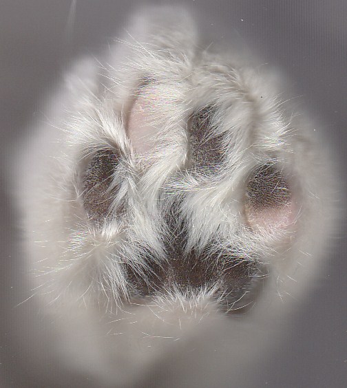 cat paw