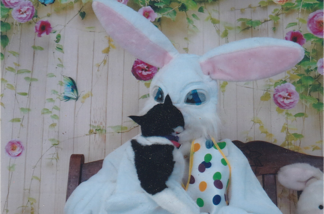 black and white cat looking at Easter Bunny