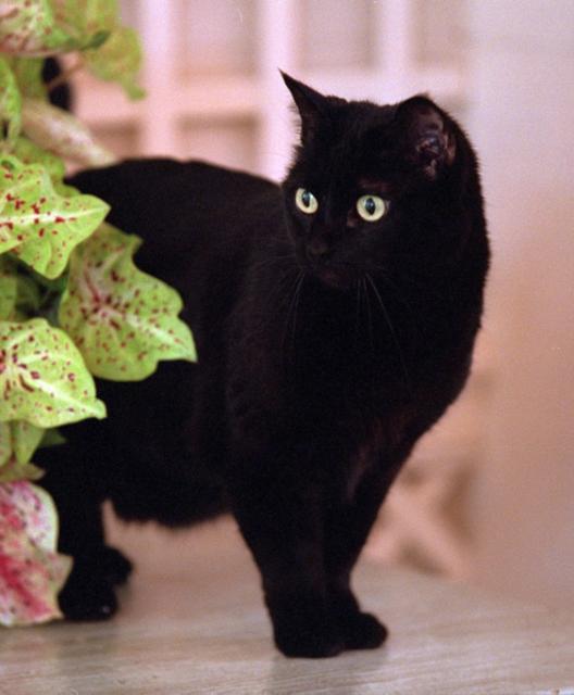 Indio, cat of G.W.Bush