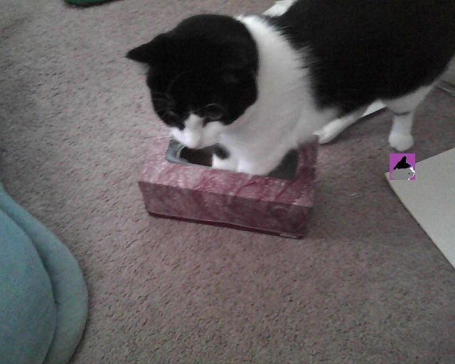 cat in box of facial tissue