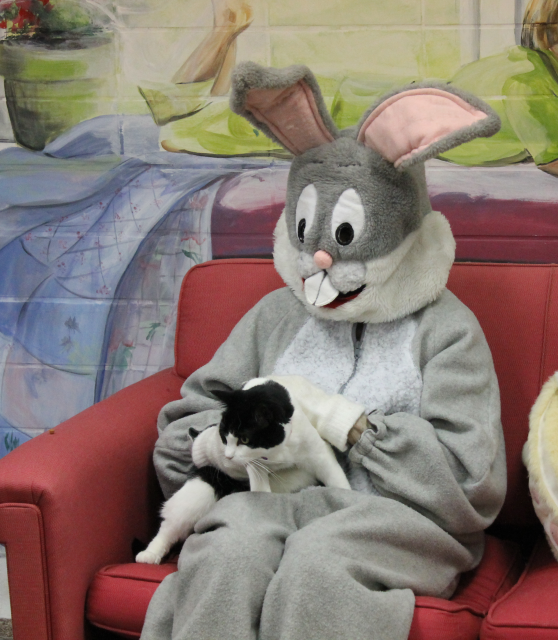 black and white cat with Easter Bunny