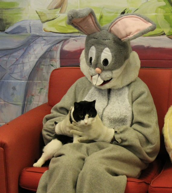 black and white cat with Easter Bunny