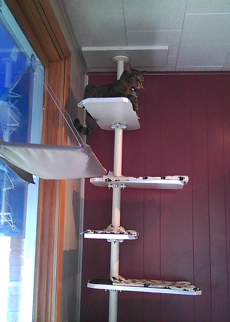cat on cat tree