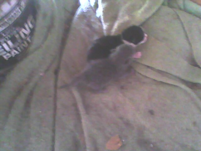 two kittens