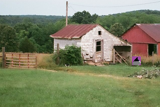 cat shed 